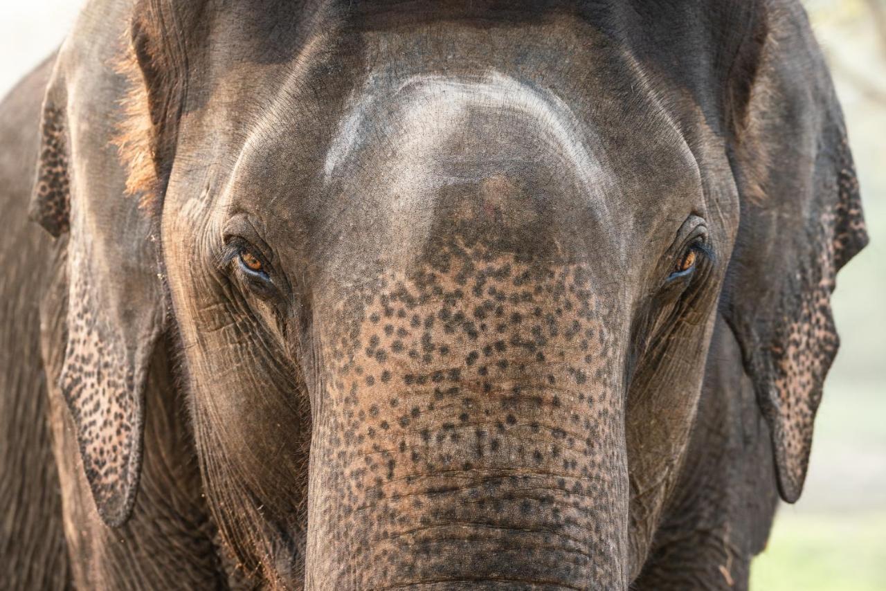 Kaav Safari Lodge, Kabini Begūr Dış mekan fotoğraf