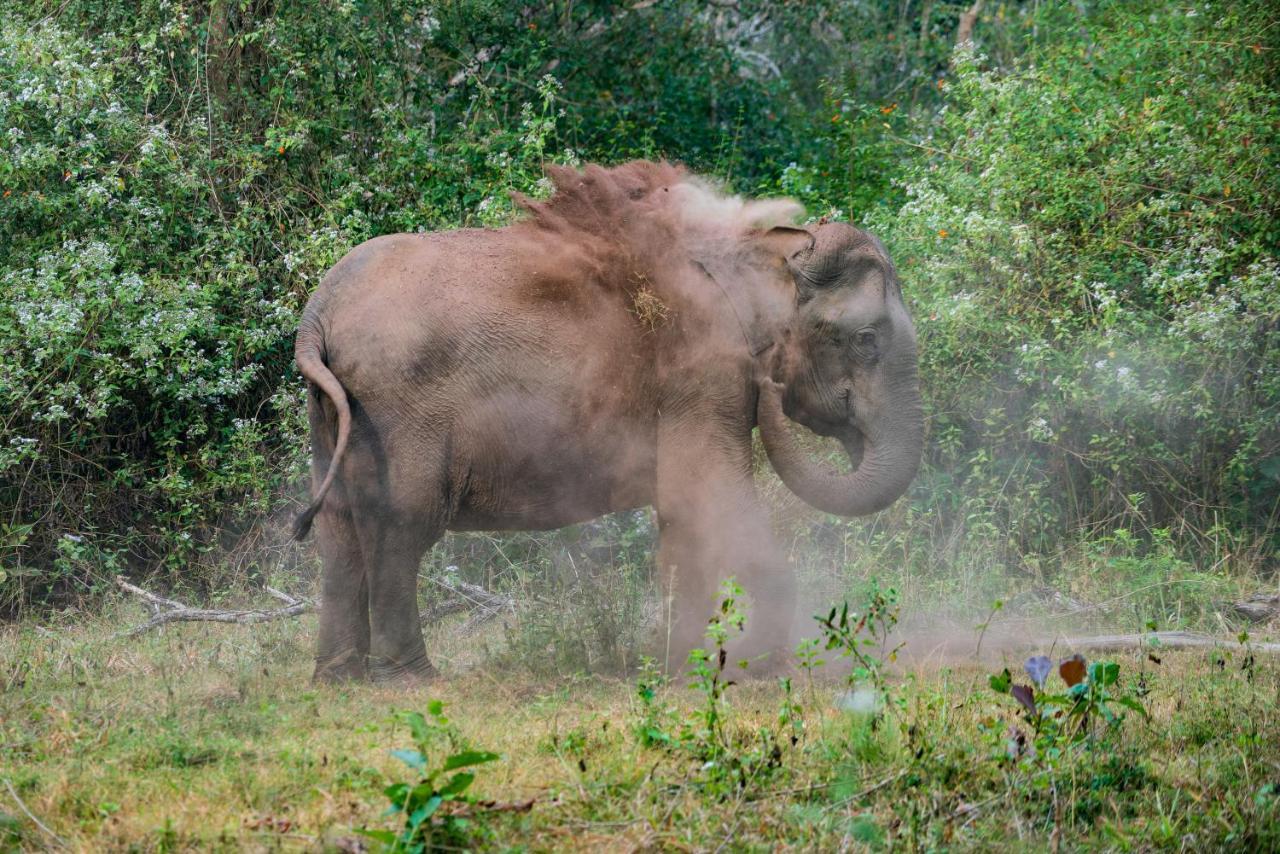Kaav Safari Lodge, Kabini Begūr Dış mekan fotoğraf